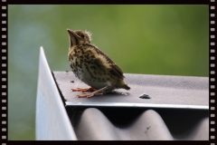 Singdrossel Jungvogel auf Schuppendach Singdrossel Jungvogel auf Schuppendach