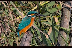Eisvogel Eisvogel