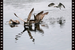 Jagd nach dem Happen Jagd nach dem Happen
