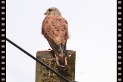 Turmfalke Mast Turmfalke Mast