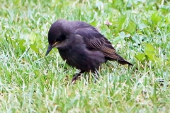Amsel Amsel