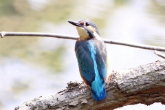 Eisvogel Eisvogel