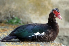Muscovy Ente Muscovy Ente