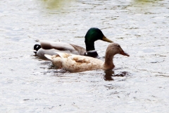 Stockente Stockente