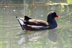 Teichhuhn Teichhuhn