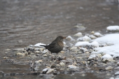 Amsel (w) Amsel (w)