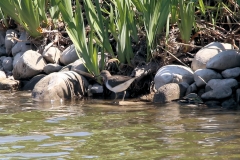Flussuferläufer Flussuferläufer
