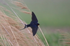 Rauchschwalbe Rauchschwalbe