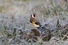 Stieglitz (m) Altvogel