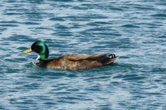 Stockente (?) Stockente (?)