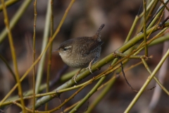 Zaunkönig Zaunkönig