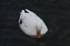 Ente Ente