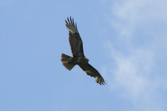 Mäusebussard Mäusebussard