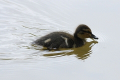 Stockente (je) Stockente (je)