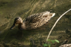 Stockente (w) Stockente (w)