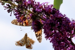 Distelfalter Distelfalter