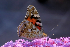 Distelfalter Distelfalter