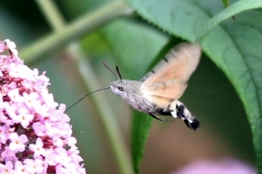 Taubenschwänzchen Taubenschwänzchen