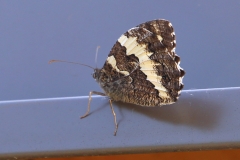 Weißer Waldportier Weißer Waldportier