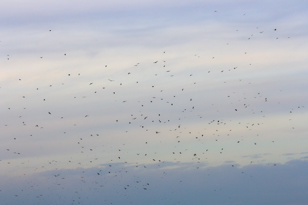 Saatkrähenschwarm