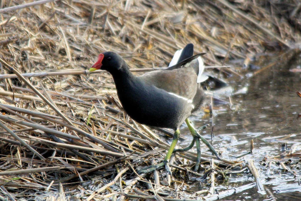 Teichhuhn