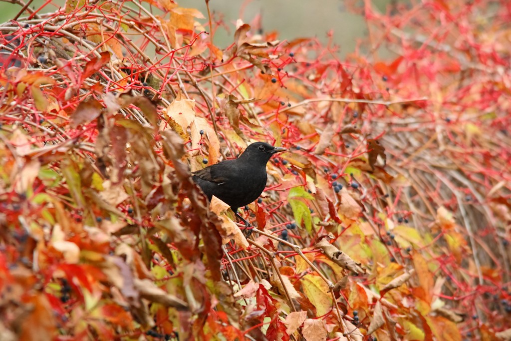 Amsel