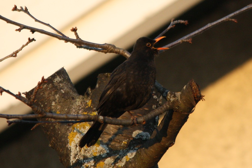 Amsel