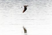 Waldwasserläufer