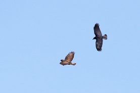 Mäusebussard vs. Rabenkrähe