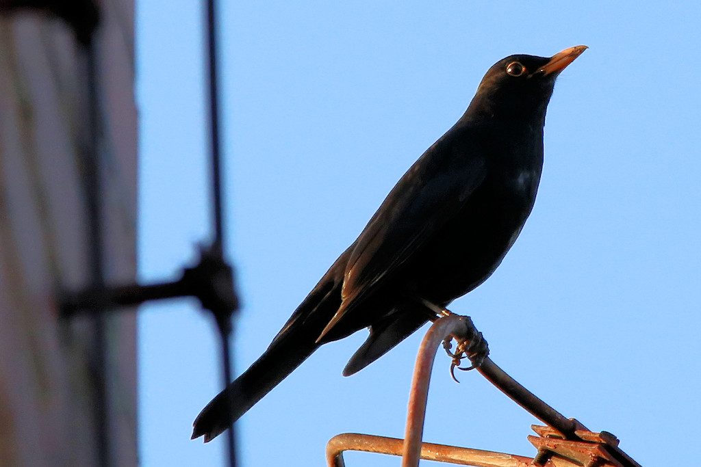 Amsel