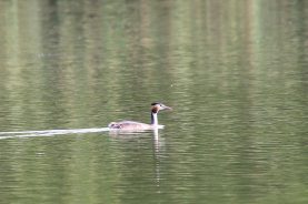 Haubentaucher_20160903_02