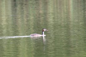 Haubentaucher_20160903_02