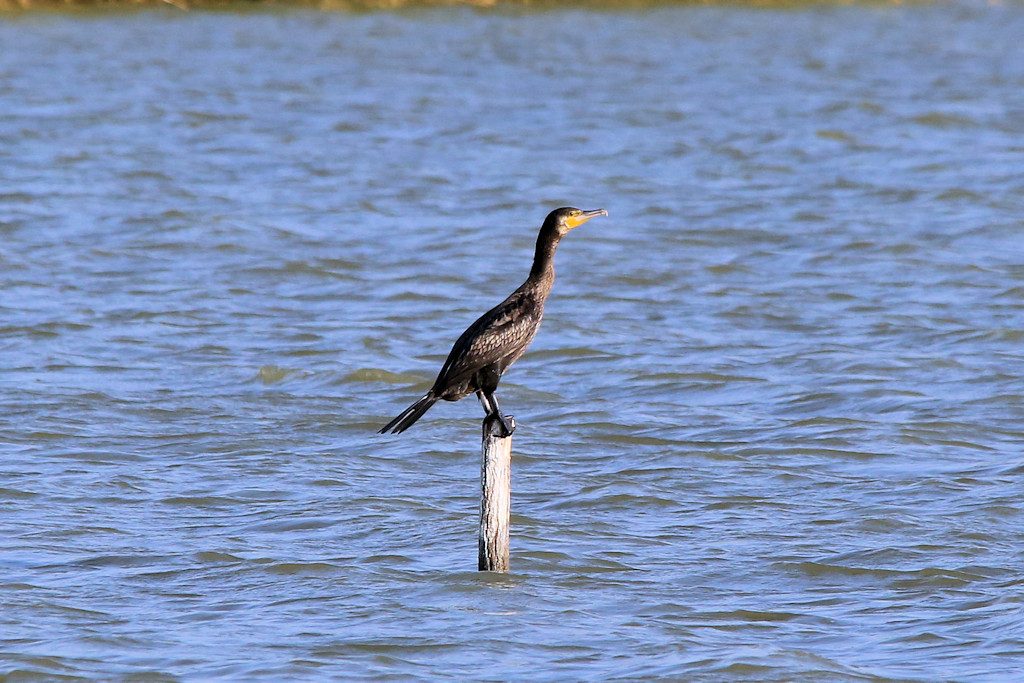 Kormoran