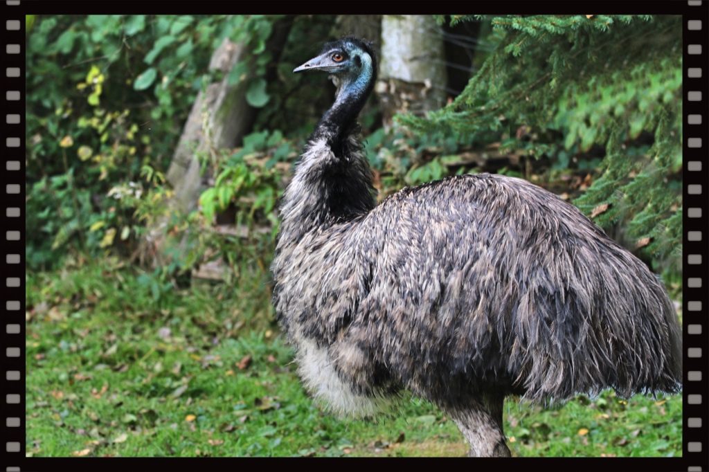 emu