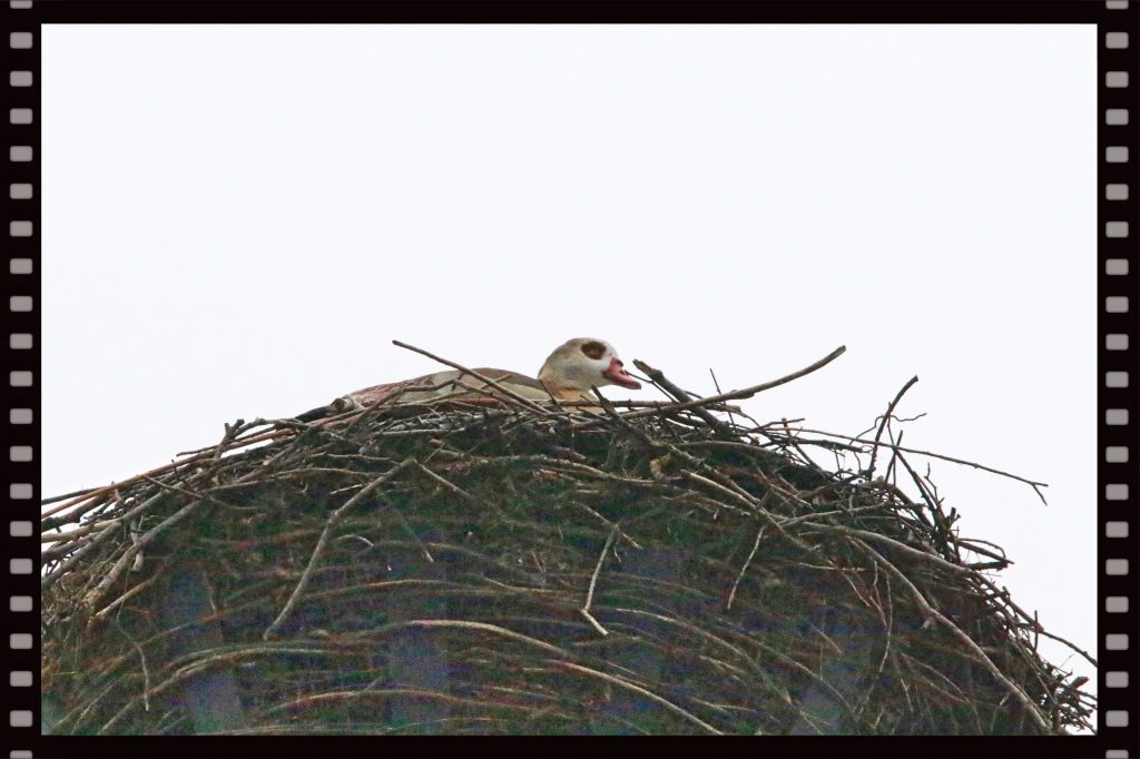 nilgans-im-storchennest
