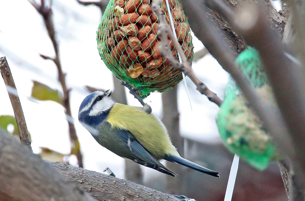 Blaumeise