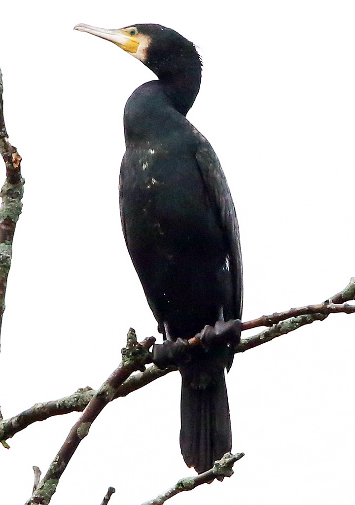 Kormoran