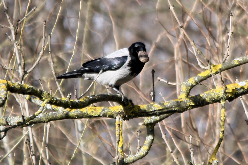 Nebelkrähe