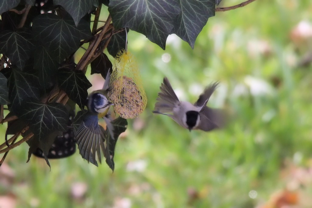 Blaumeise und Weidenmeise