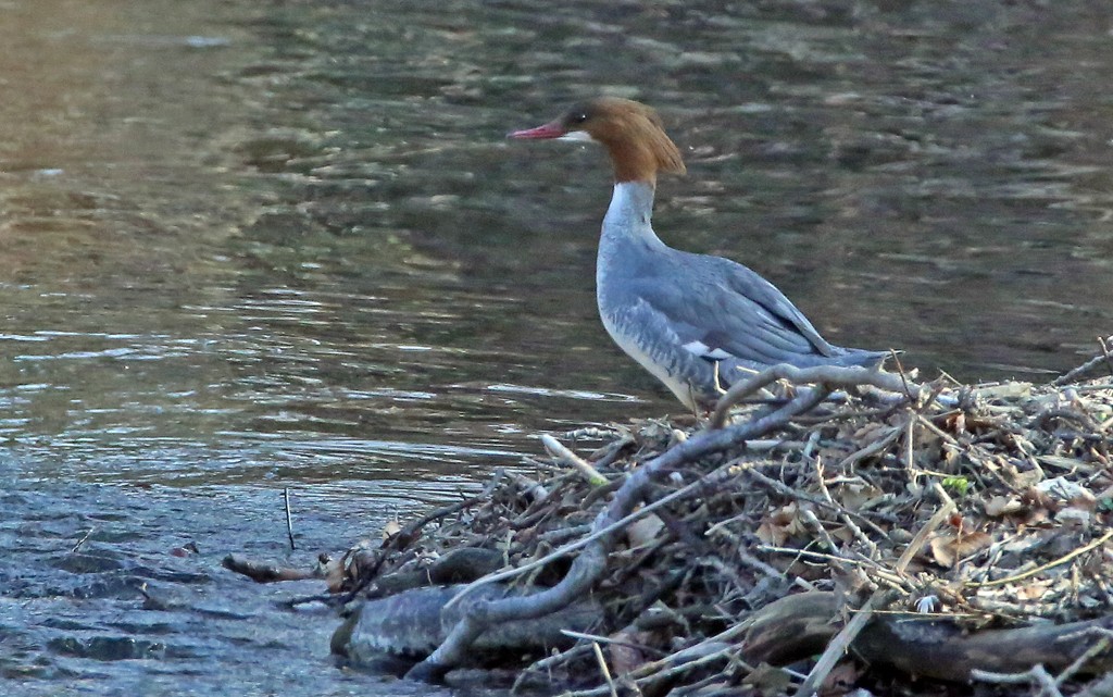 Gänsesäger Weibchen