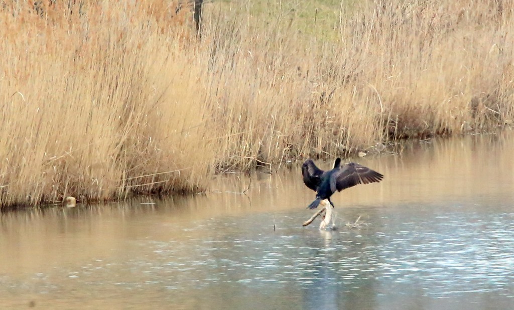 Kormoran