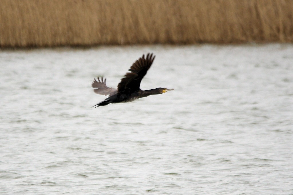 Kormoran