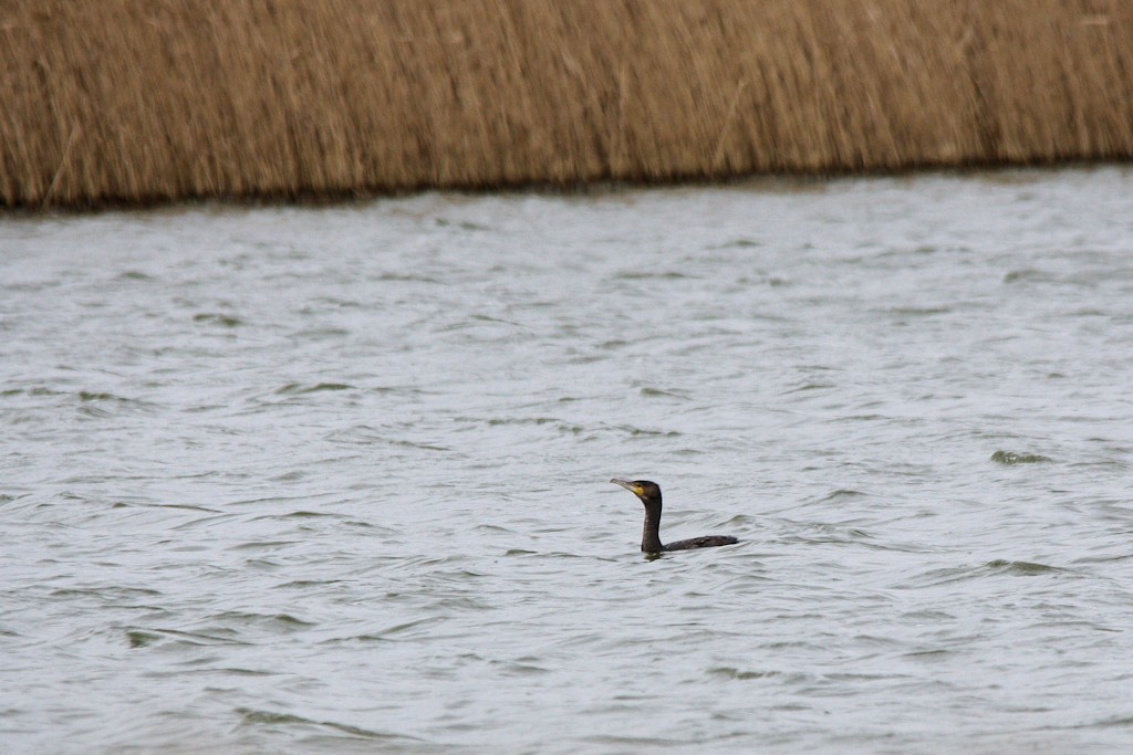 Kormoran