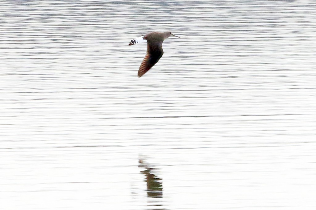 Waldwasserläufer