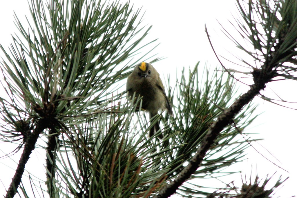 Wintergoldhähnchen