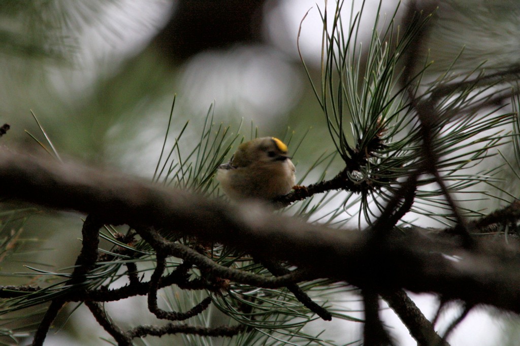 Wintergoldhähnchen