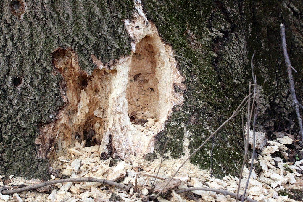 z-Fraßspuren Schwarzspecht