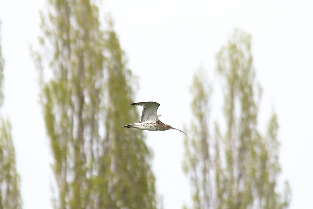 Großer Brachvogel