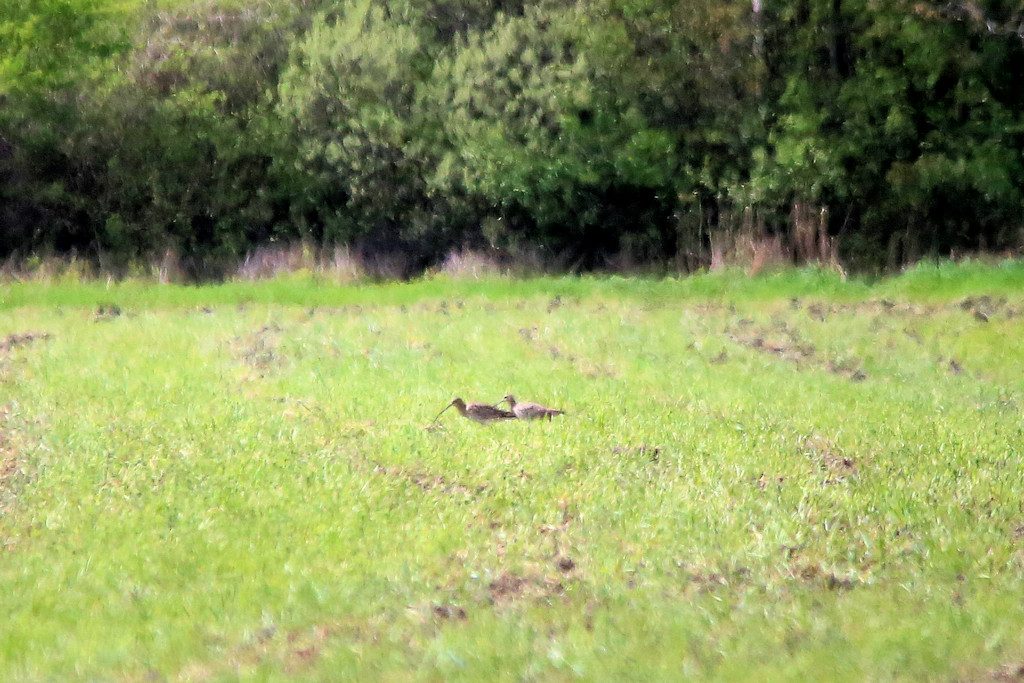 Großer Brachvogel