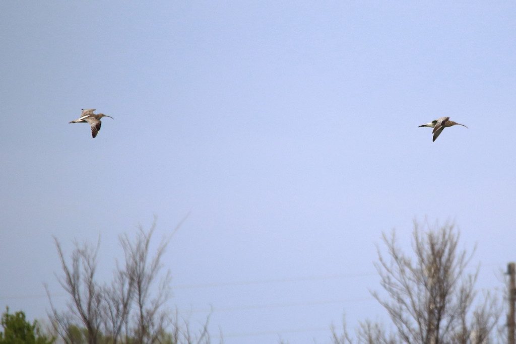 Großer Brachvogel